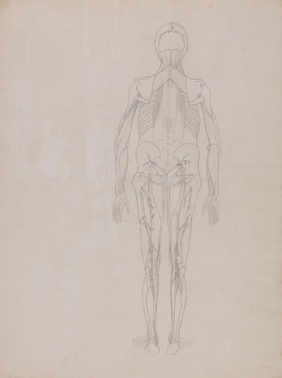 Esposizione Anatomica Comparativa della Struttura del Corpo Umano con quella di una Tigre e di un Co... da George Stubbs